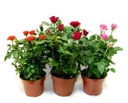 Роза кардана мікс, догляд в домашніх умовах, як пересаджувати троянду кардана, поради городникам