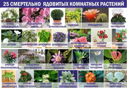 25 Отруйних кімнатних рослин