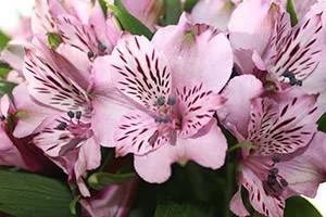 Квіти альстромерія фото опис, різновиди, умови вирощування та рекомендації по догляду