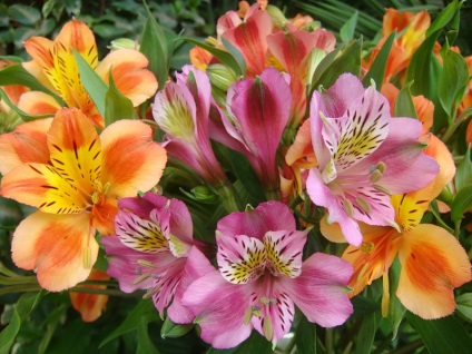 Квіти альстромерія фото опис, різновиди, умови вирощування та рекомендації по догляду