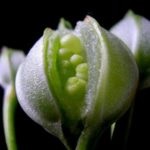 Квітка альстромерія посадка і догляд, виращваніе з насіння в домашніх умовах