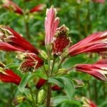 Квітка альстромерія посадка і догляд, виращваніе з насіння в домашніх умовах