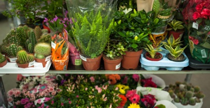 Кімнатні рослини як частина асортименту квіткового магазину