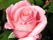 Казка про прекрасну троянду біла троянда з невідомого саду казки про квіти