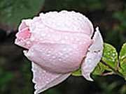 Казка про прекрасну троянду біла троянда з невідомого саду казки про квіти
