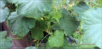 Вирощування огірків в Ставропольському краї - посадка і догляд, сайт про сад, дачі і кімнатних рослинах