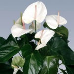 Квітка антуріум - чоловіче щастя прикмети і забобони, опис, значення, чи можна тримати його