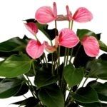 Квітка антуріум - чоловіче щастя прикмети і забобони, опис, значення, чи можна тримати його