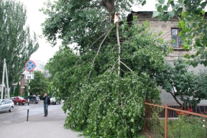 Електричні дроти і дерева на дачній ділянці