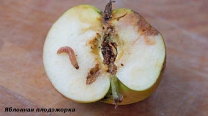 Звідки беруться гусениці на яблуні опис шкідника з фото