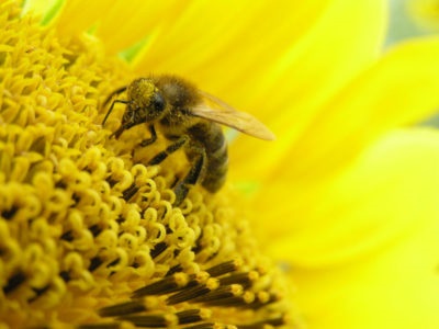 Бджолиний пилок застосування для чоловіків