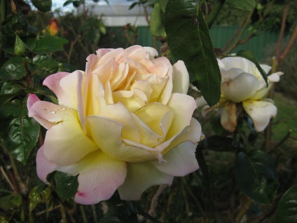Посадка троянд в саду навесні правила фото, відео