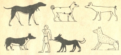 Походження виду собаки, звідки з'явився вид, давньоєгипетська собака, собаки малої азії