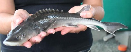Риба осетер - риби Бентофаги - каталог статей