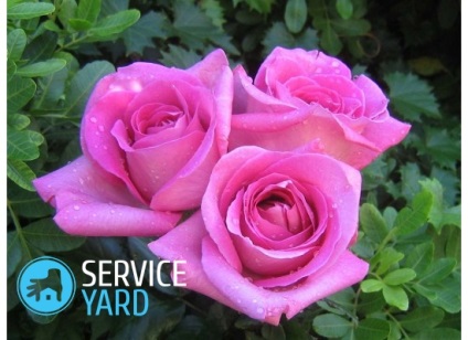 Попелиця на трояндах як боротися народні засоби і хімічні препарати, serviceyard-затишок вашого будинку в