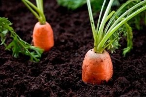 Вирощуємо моркву навесні секрети посадки і догляду