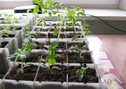Сприятливі дні для висадки розсади помідор які для посіву насіння томатів на розсаду, опис,