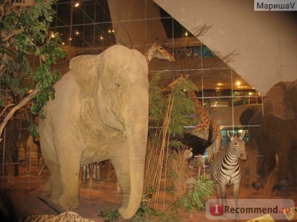 Державний дарвінівський музей, москва - «один з найкращих музеїв для відвідування з дітьми