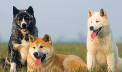 Огляд породи собак Акіта-іну стандарт, опис, догляд і фото представників