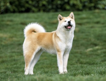 Огляд породи собак Акіта-іну стандарт, опис, догляд і фото представників