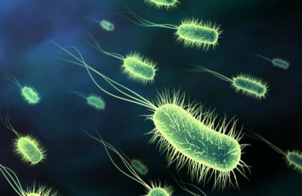 Негативна і позитивна роль бактерій