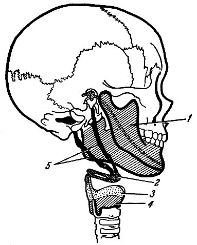 Розвиток черепа 1973 - анатомія людини