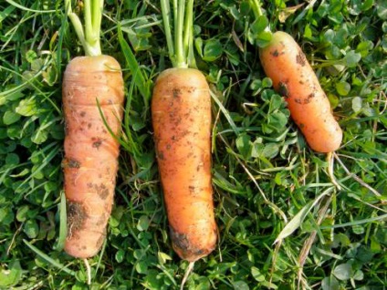 Сорт моркви Нантська 4 фото, відгуки, опис, характеристики