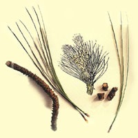 Сосни альпійської ефірне масло (oleum pini alpini), шлях до cебе