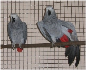 Чубчик - першими нашими папугами були хвилясті папуги