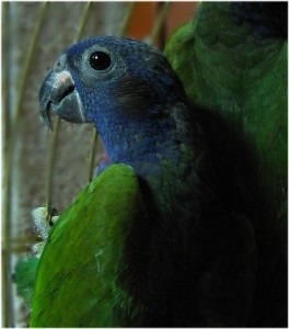 Чубчик - першими нашими папугами були хвилясті папуги