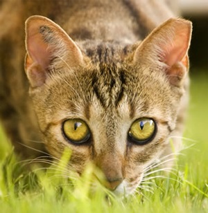 8 серпня - всесвітній день котів, факти про кішок, інформаційно-довідковий портал білорусі