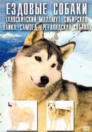 Фільм їздові собаки (2006) дивитися онлайн безкоштовно