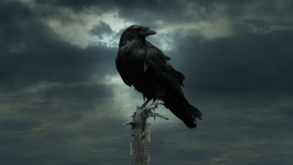 До чого сняться ворони бачити уві сні чорну або білу, мертву, яка говорить, що залетіла у вікно птицю,