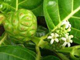 Морінда або Ноні - тропічна рослина чудо-ліки, nsp - продукти сонця