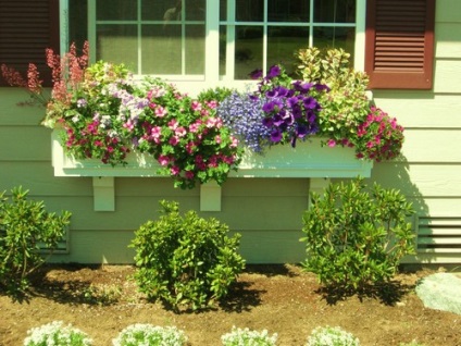 Зовнішнє оформлення вікон варіанти і ідеї, садимо сад