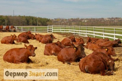 Пастереллез великої рогатої худоби причини хвороби і методи лікування
