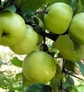 Саджанці та крупномери яблуня (продаж, посадка), компанія ооо новий ліс (москва)