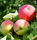 Саджанці та крупномери яблуня (продаж, посадка), компанія ооо новий ліс (москва)