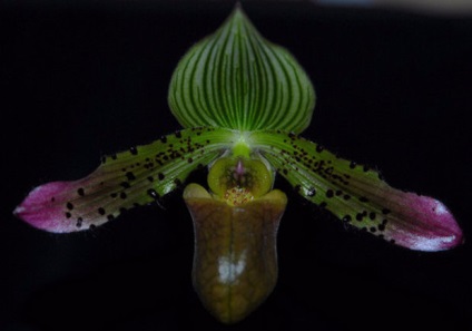 10 Найпоширеніших видів домашньої орхідеї зозулині черевички