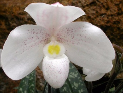 10 Найпоширеніших видів домашньої орхідеї зозулині черевички