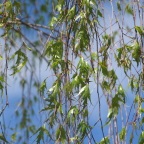 Декоративні дерева - продаж листяних дерев з розплідника