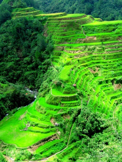 Філіппінське диво рисові тераси на схилах Кордильєр