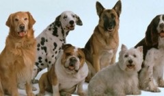 Яка порода собак зазвичай використовується на службі в правоохоронних органах