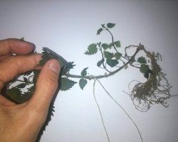 Як зробити гербарій своїми руками в школу, фото, відео