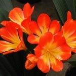 Кальцеолярія ( «квітка-туфелька») як кімнатна рослина, види і догляд