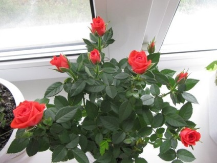 Кімнатна троянда секрети догляду в домашніх умовах