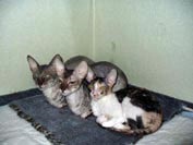 Кішки розплідника розплідник елітних королівських кішок породи Корніш рекс