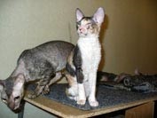 Кішки розплідника розплідник елітних королівських кішок породи Корніш рекс