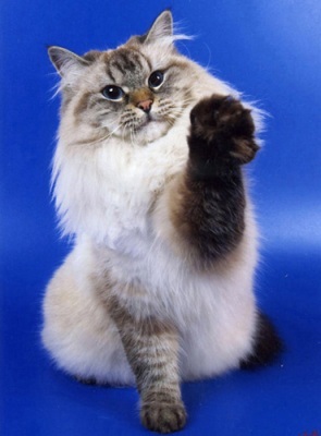 Розплідник кішок розплідник перли Неви - Невські маскарадні блакитноокі кішки і котенята