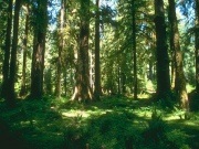 Чому потрібно охороняти ліс